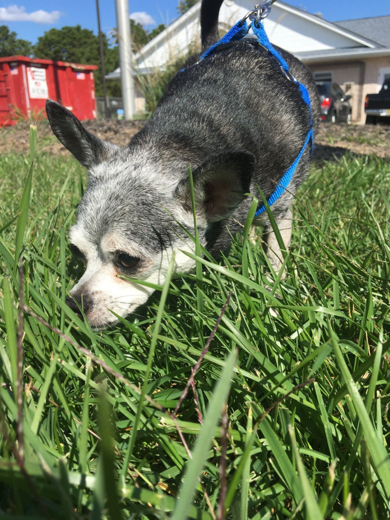 shelter dogs (21).jpeg